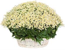 Цветочная композиция из Ромашки в корзине #REPLACE_PRED# Тисули
